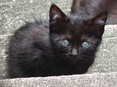 黒猫子猫 株式会社ナカガワオフィシャルブログ 長崎工場の長崎日記